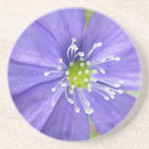 Posavasos De Arenisca Centro de una flor azul con estampillas blancas