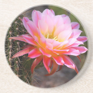 Posavasos De Arenisca Cereus en flor de cactus rosa
