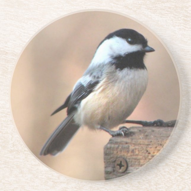 Posavasos De Arenisca Chickadee en luz de oro (Frente)