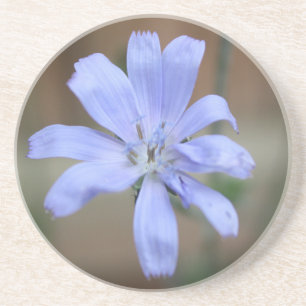 Posavasos De Arenisca Chicory Coaster
