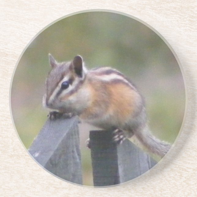 Posavasos De Arenisca Chipmunk (Frente)