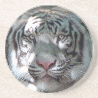 Posavasos De Arenisca Cierre blanco del tigre para arriba