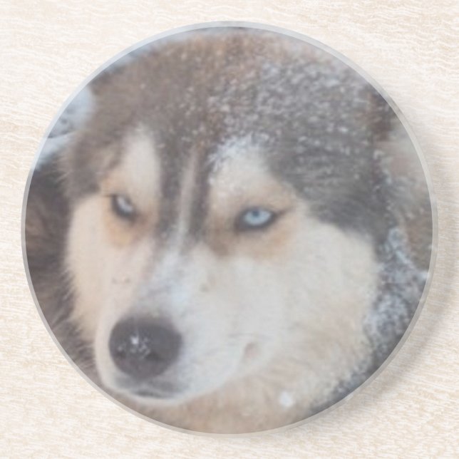 Posavasos De Arenisca Coaster Husky (Frente)