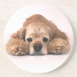 Posavasos De Arenisca Cocker spaniel lindo
