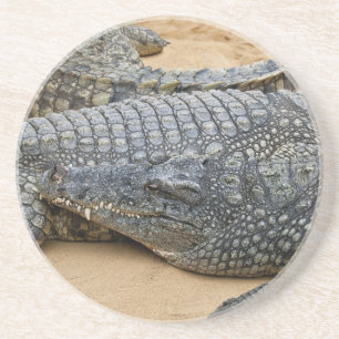 Posavasos De Arenisca Cocodrilos