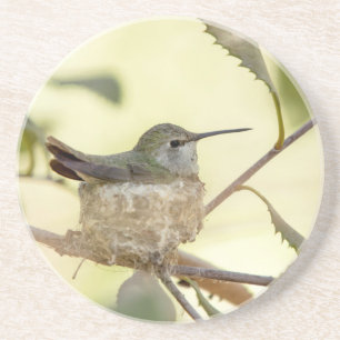 Posavasos De Arenisca Colibrí hembra en su nido