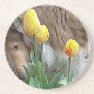 Posavasos De Arenisca Collie n Tulips