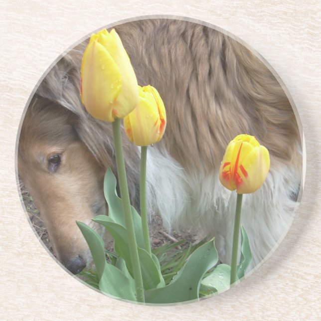 Posavasos De Arenisca Collie n Tulips (Frente)