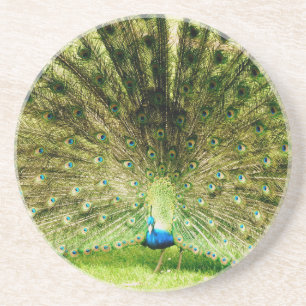 Posavasos De Arenisca Colores de pantalla de pavo real