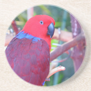 Posavasos De Arenisca Colorful eclectus parrot