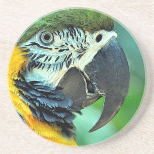 Posavasos De Arenisca Colorful macaw parrot
