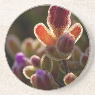 Posavasos De Arenisca Colorido botón de flor suculenta con retroiluminac