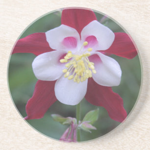 Posavasos De Arenisca Columbina