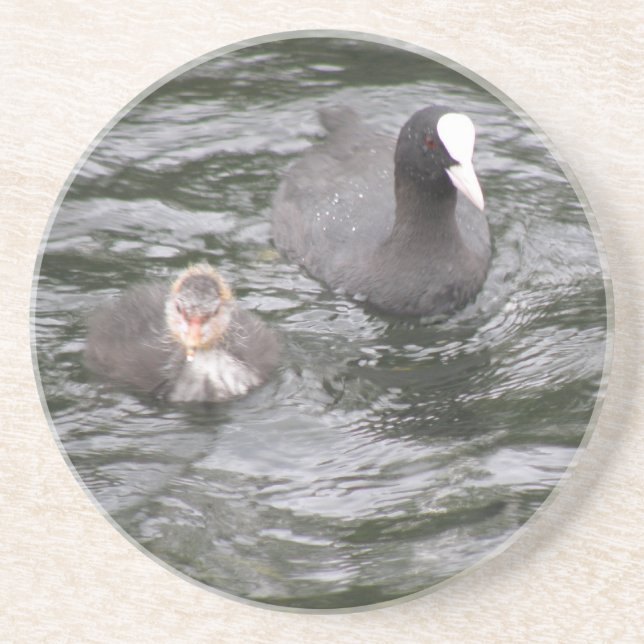 Posavasos De Arenisca Coot y Chick Coasters (Frente)