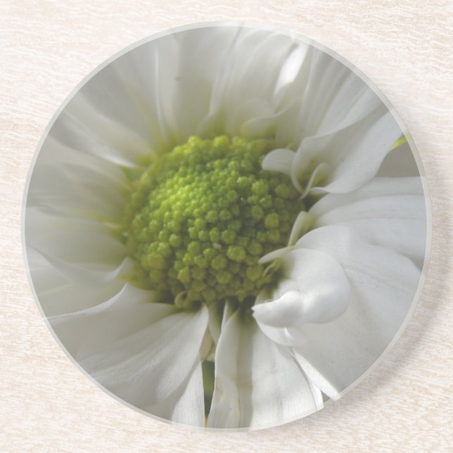 Posavasos De Arenisca Copas de crisantemo blanco (Frente)