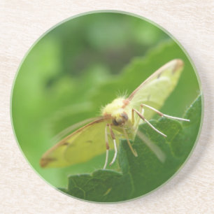 Posavasos De Arenisca Copas de moscas de Brimstone