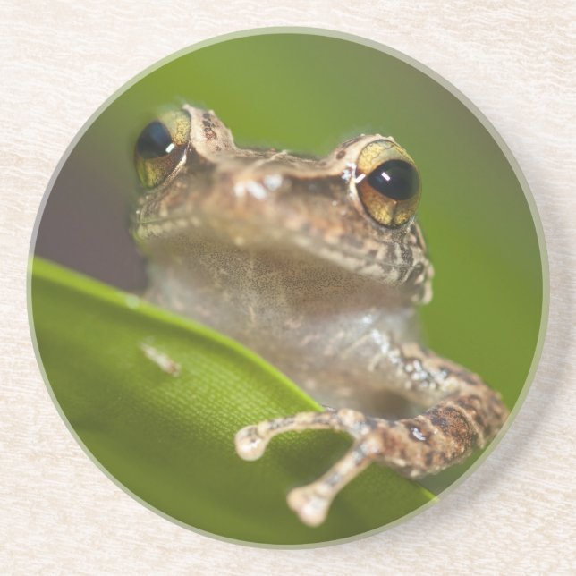 Posavasos De Arenisca Coqui común, Eleutherodactylus coqui (Frente)