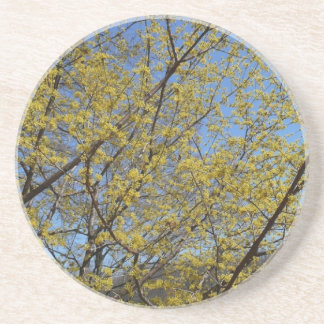 Posavasos De Arenisca Cornelian Cherry Dogwood y Blue Sky Floral