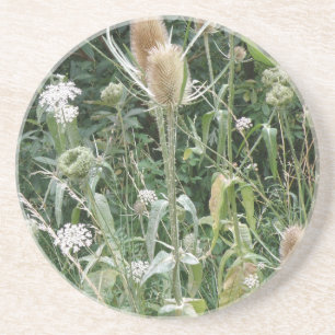 Posavasos De Arenisca Cosmos de hierbas silvestres