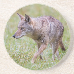 Posavasos De Arenisca Coyote en campo, Cades Cove