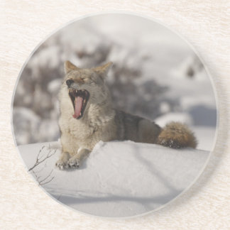 Posavasos De Arenisca Coyote Snow Yawn