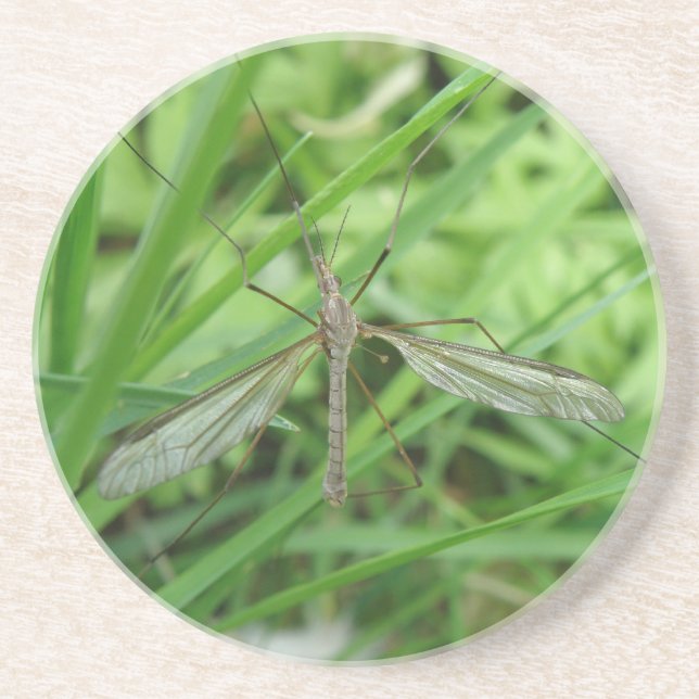 Posavasos De Arenisca Crane Fly Coasters (Frente)