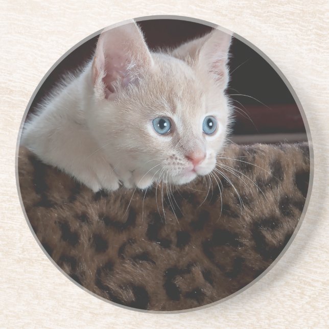 Posavasos De Arenisca Criam Kitten con hermosos ojos azules (Frente)