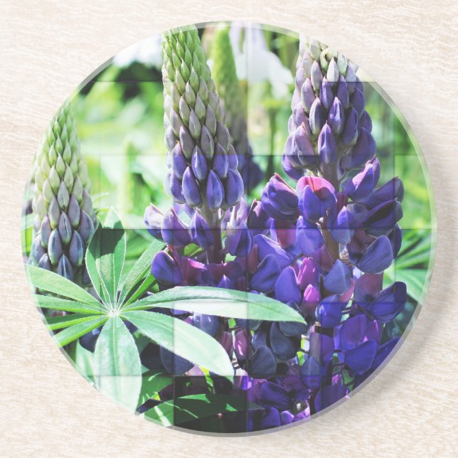 Posavasos De Arenisca Custodia Floral Púrpura Lupine (Frente)