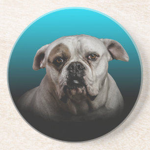 Posavasos De Arenisca Cute Boxer Dog con fondo de degradado negro azul