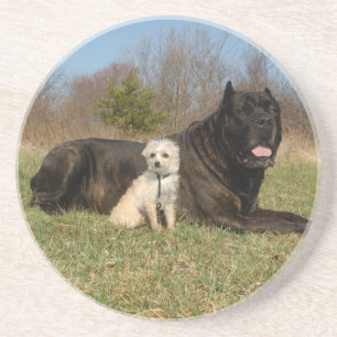 Posavasos De Arenisca Cute Dog Pareja