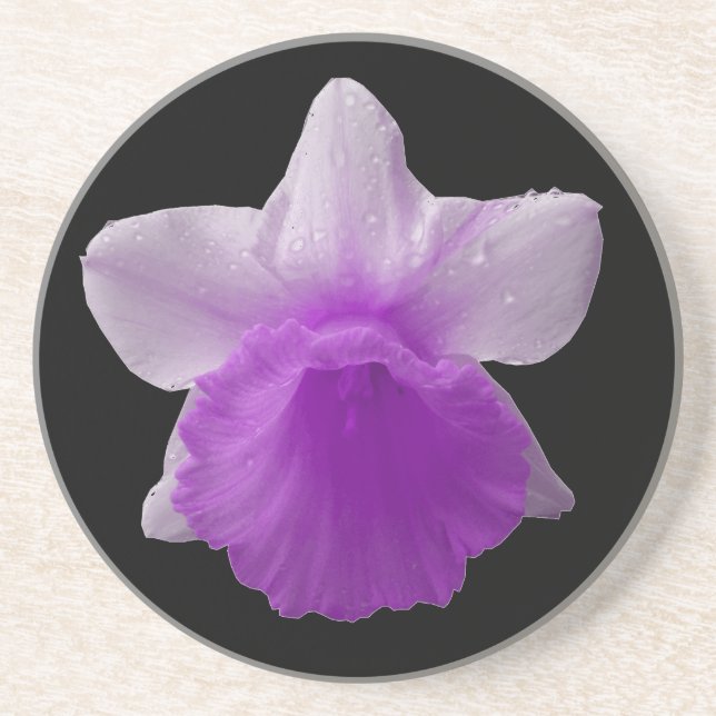 Posavasos De Arenisca Daffodil Ataques púrpuros (Frente)