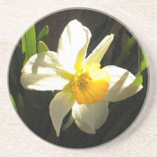 Posavasos De Arenisca Daffodil en Daybreak Coaster
