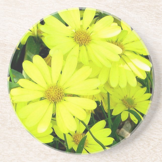 Posavasos De Arenisca Daisies Coaster (Frente)