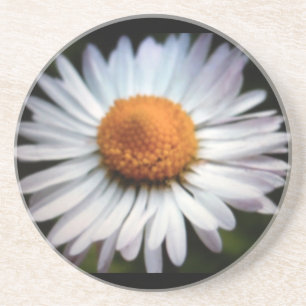 Posavasos De Arenisca Daisy 1 escayola