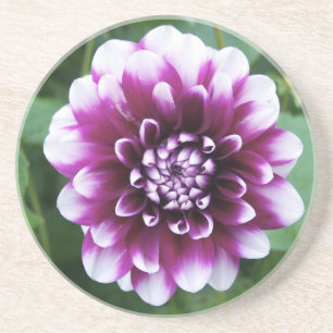 Posavasos De Arenisca Dalia púrpura y blanca