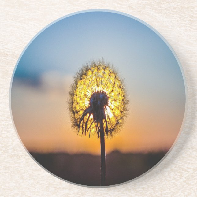 Posavasos De Arenisca Dandelion al amanecer (Frente)