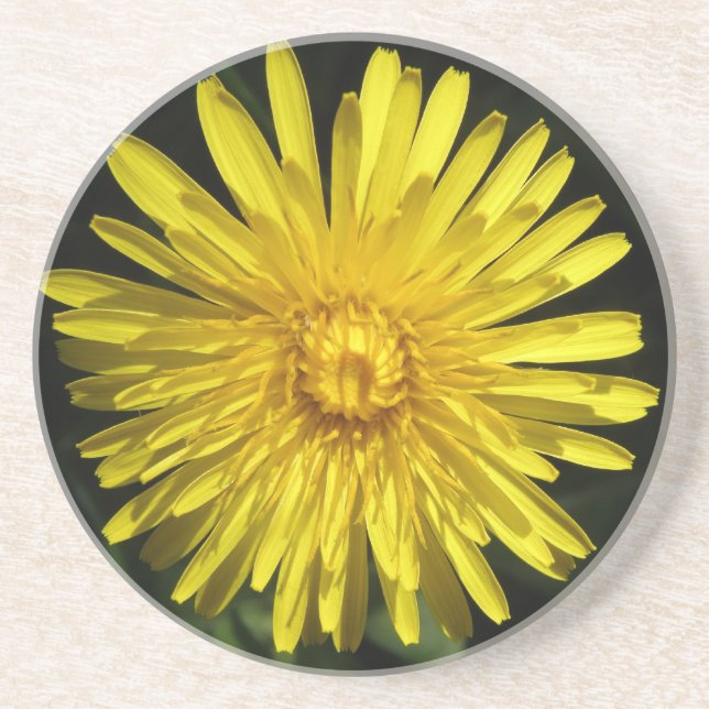 Posavasos De Arenisca Dandelion Coasters (Frente)