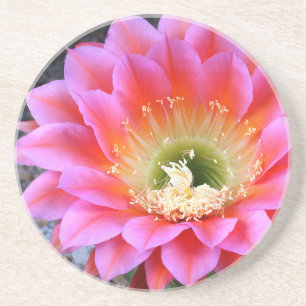 Posavasos De Arenisca Destello de cactus rosa