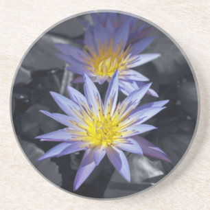 Posavasos De Arenisca Diseño Botánico Floral de Nenúfar Tropical