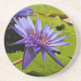 Posavasos De Arenisca Diseño Botánico Floral de Nenúfar Tropical