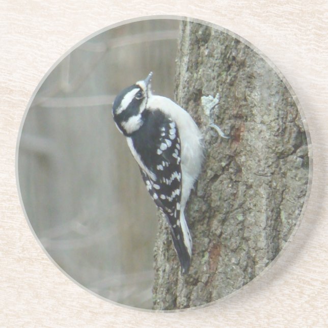 Posavasos De Arenisca Downy Woodpecker Femenino Coaster (Frente)