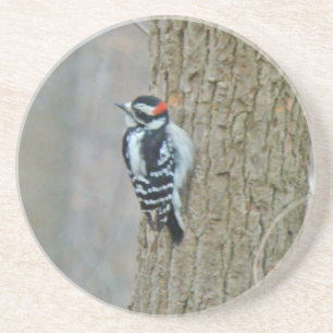 Posavasos De Arenisca Downy Woodpecker Male Coaster