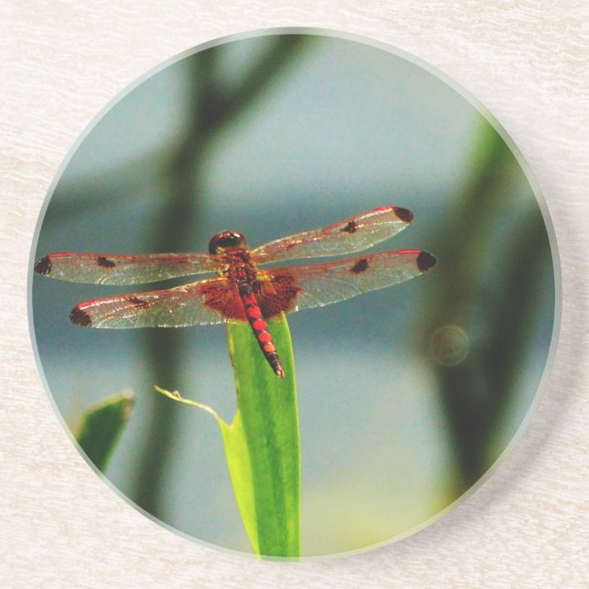 Posavasos De Arenisca Dragonfly rojo y negro visto (Frente)