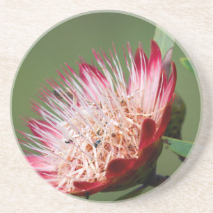 Posavasos De Arenisca Drakensberg Sugarbush (Protea Dracomontana)