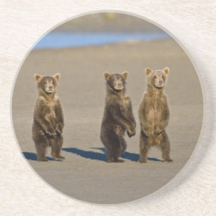 Posavasos De Arenisca EE. UU. Alaska. Cachorros de oso pardo costero