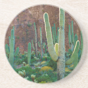 Posavasos De Arenisca EE. UU., Arizona. Campo de cactus saguaro junto a 