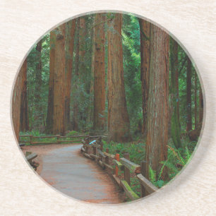 Posavasos De Arenisca EE. UU., California. Camino entre secuoyas en Muir