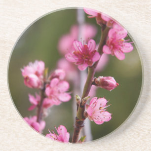 Posavasos De Arenisca EE. UU., California. Flores rosadas en un árbol