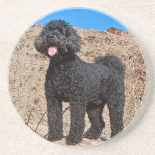 Posavasos De Arenisca EE.UU., California. Labradoodle Standing