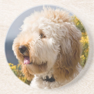 Posavasos De Arenisca EE. UU., California. Retrato de Labradoodle 3